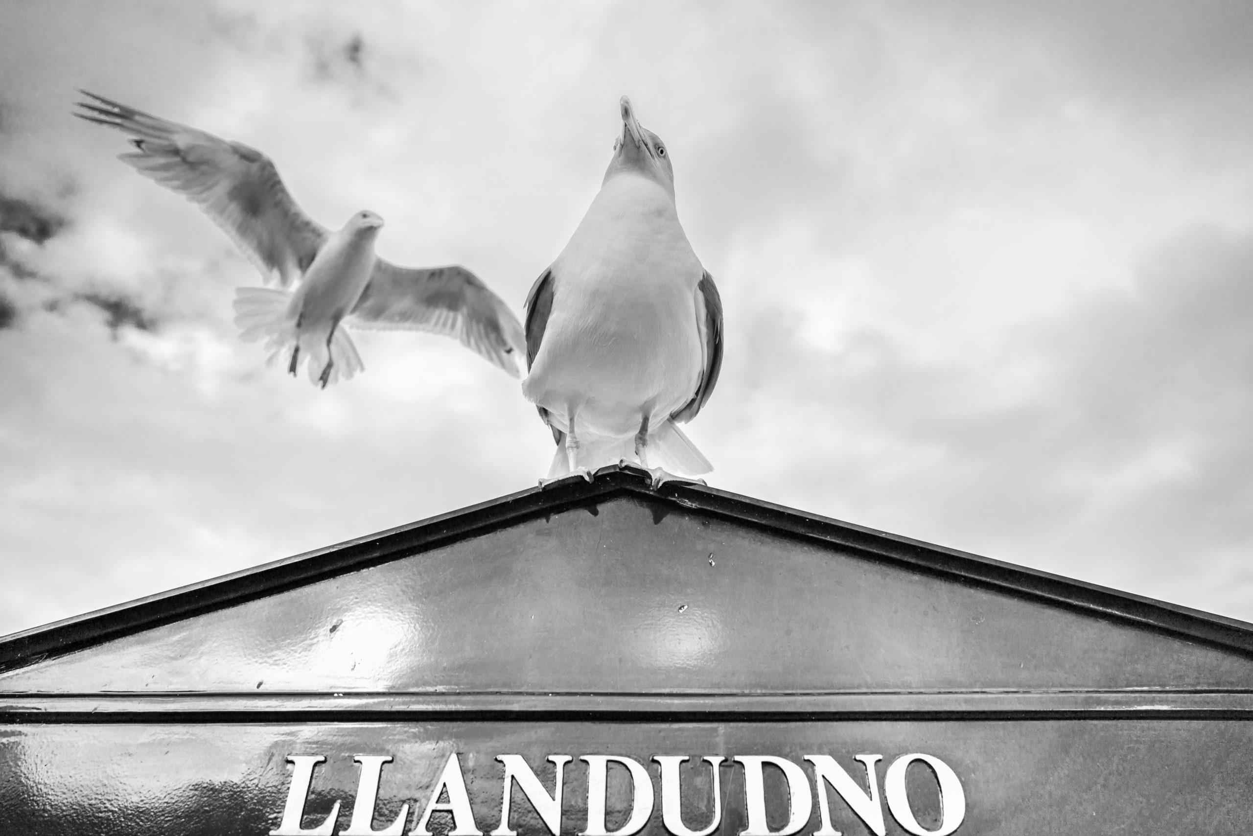 Seagulls on a sign post in Llandudno, Wales, UK. Black and white photography.